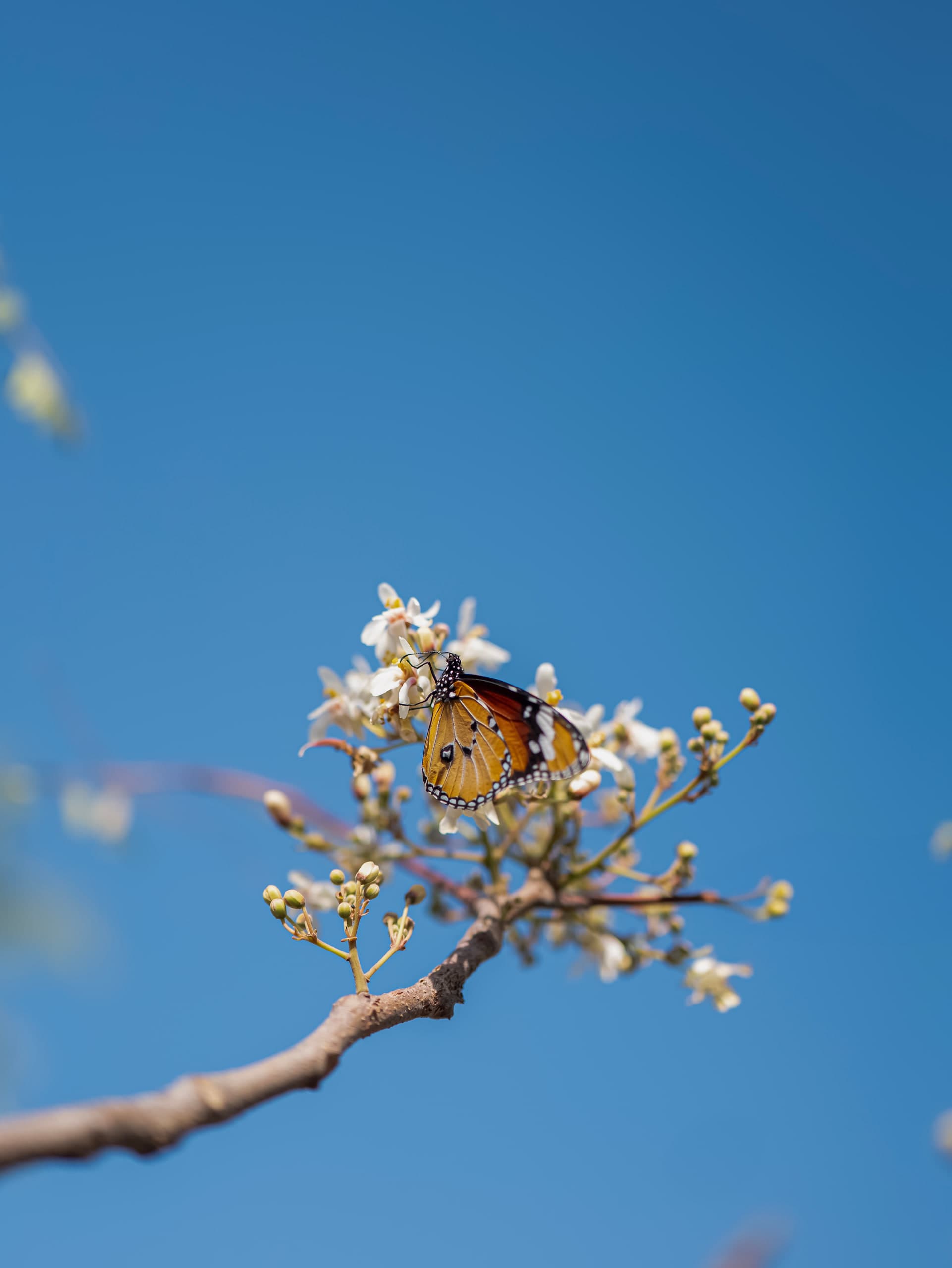 A butterfly resting on white blossom against a clear blue sky